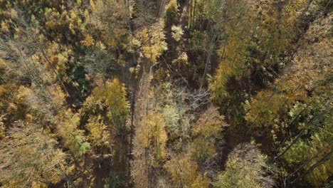aerial view descending slowly in autumn colored forest