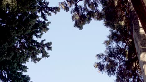 Tree-top-of-pine's-branches-in-the-wind-with-blue-sky-and-sunlight