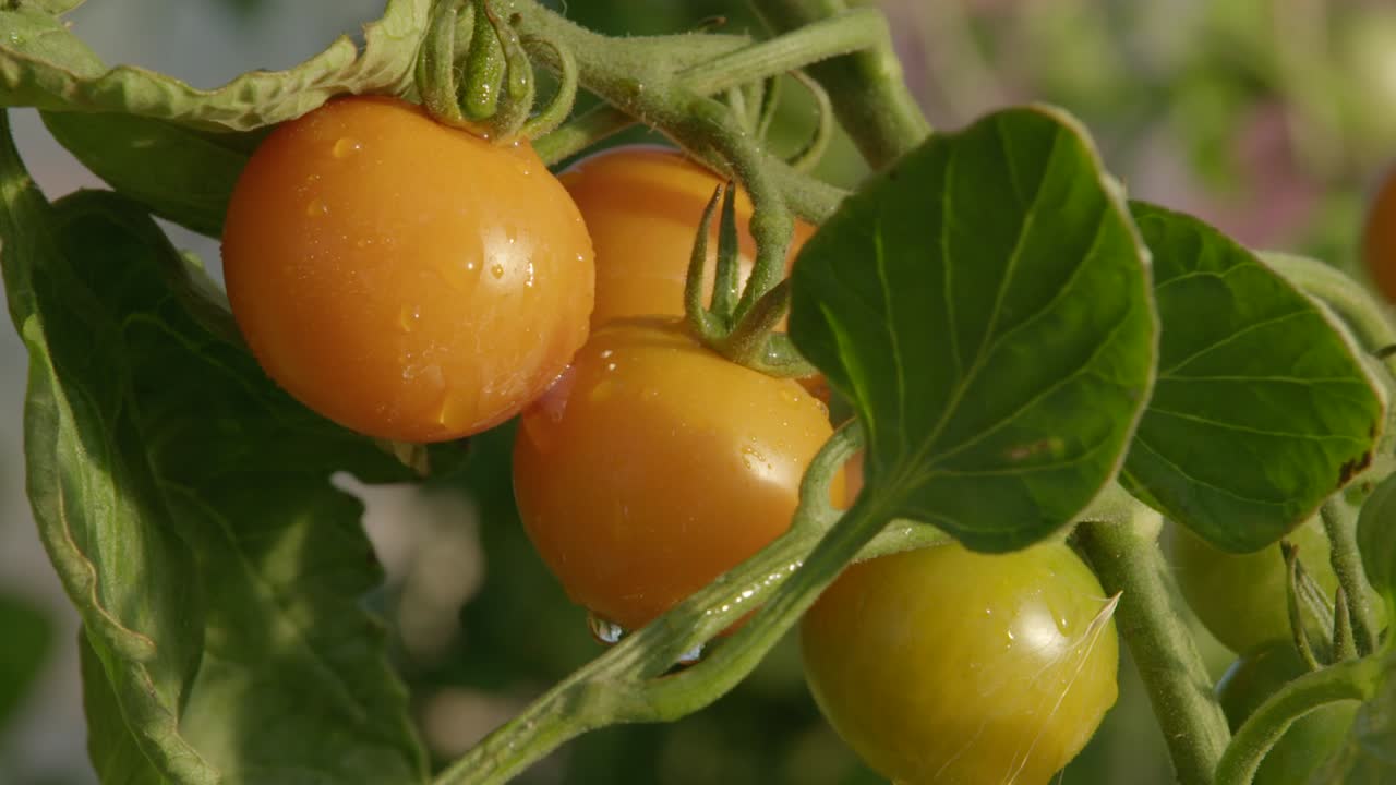 Extreme close up of sun gold cherry tomatoes. Water glistens and drops from shiny tomatoes in the morning sun.