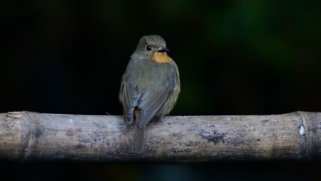 hill blue flycatcher perched on a bamboo, cyornis whitei