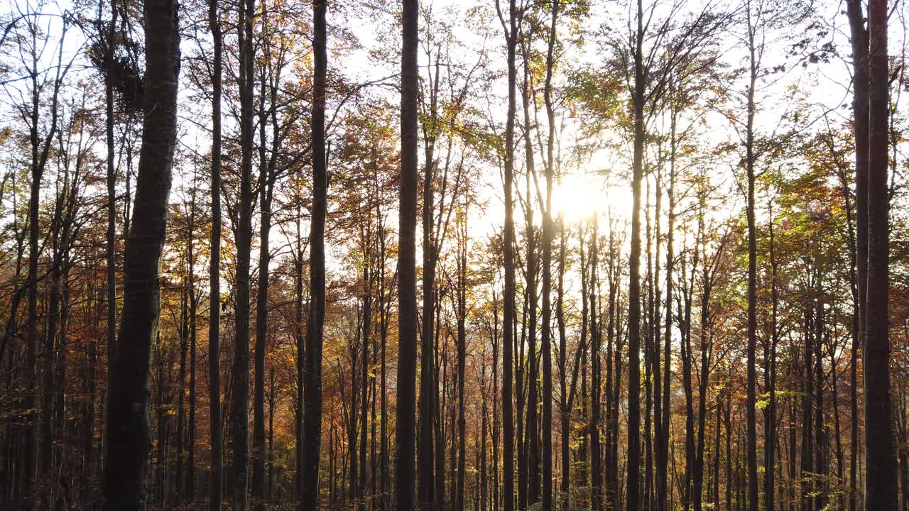 vista de los árboles en otoño, imágenes de gimbal, al atardecer en las montañas de los alpes de canciglio, fondo de otoño