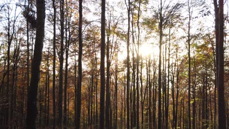 View-of-the-trees-in-autumn,-gimbal-footage,-at-sunset-in-cansiglio-alps-mountains,-autumn-background