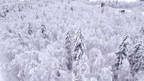 在瑞士阿尔卑斯山的雪覆盖的树木上从右向左推进