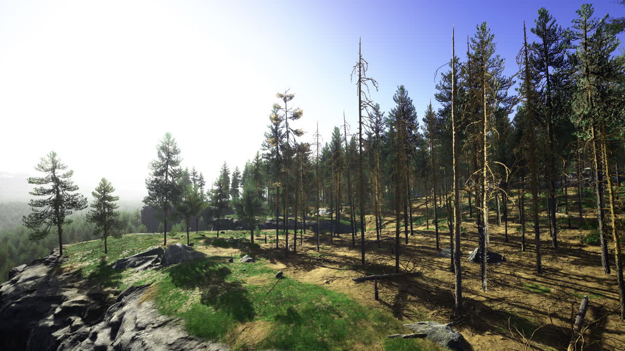 Lush green forest landscape with rocky outcrops under bright sunlight