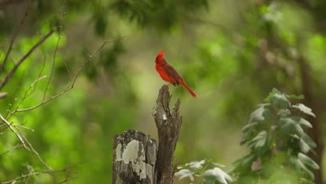 Plumaje-Rojo-Distintivo-Del-Cardenal-Norteño-Macho-Posado-Sobre-Tocón,-Perfil