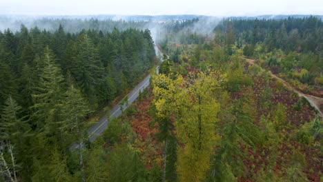 highway road by forest with colorful fall colors in autumn on vancouver island, british columbia, canada - aerial drone flight