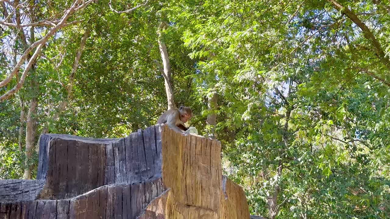 Monkey perched on structure at Chonburi zoo