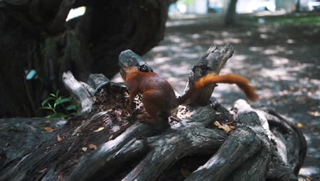 cute-curious-squirrel-searching-and-exploring-in-the-park