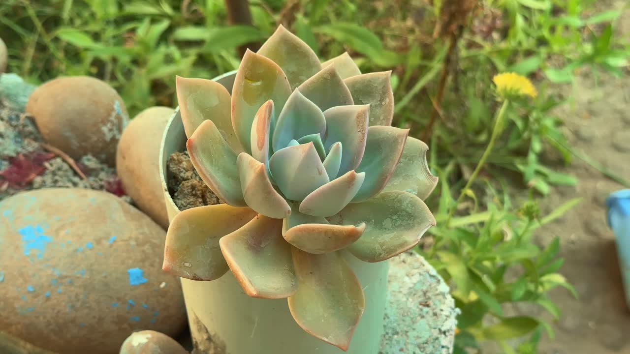 Closeup shot of a green echeveria elegans plant , God's Throne, Mexican gem or white Mexican rose is a species of flowering plant in the family Crassulaceae,