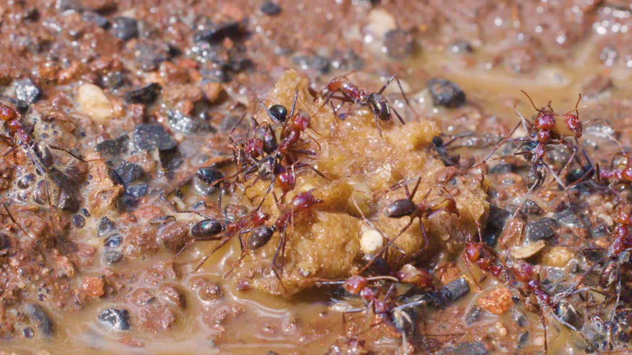 Numerous ants actively gather around a food scrap on wet gravel, working together in daylight. Macro perspective highlights insect behavior and natural environment