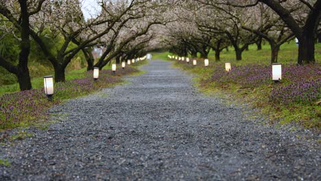 Ume-grove-in-blossom-in-Japan,-Peaceful-walkway-tilt-reveal-shot