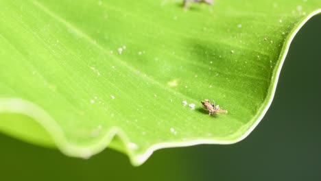 Kleine-Amazonasarbeiterameise,-Die-Auf-Junk-Bug-Auf-Grünem-Blatt-Erkundet-Und-Krabbelt---Voll