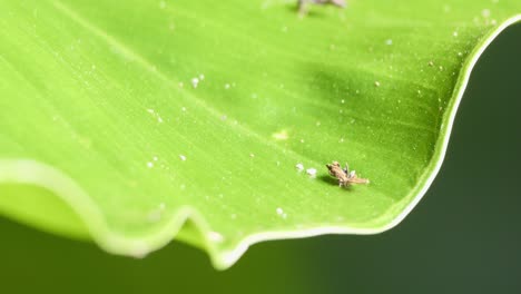 pequeña hormiga obrera amazónica explorando y arrastrándose sobre bichos basura en hoja verde - llena