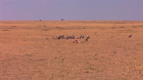 Un-Grupo-De-Buitres-Se-Para-Cerca-De-Un-Cadáver-De-Animal