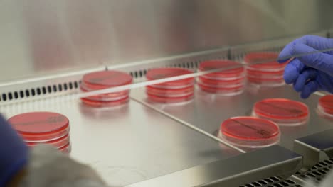 vista de cámara lenta de las manos del microbiólogo volviendo a colocar la muestra después de usarla para el experimento