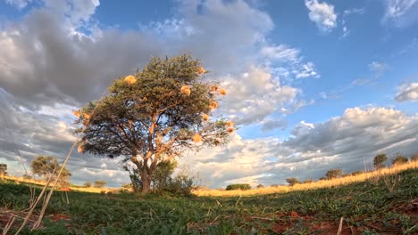 experience the dynamic evolution of the sky in a display of nature's elegance and beauty in this time-lapse captured in the southern kalahari