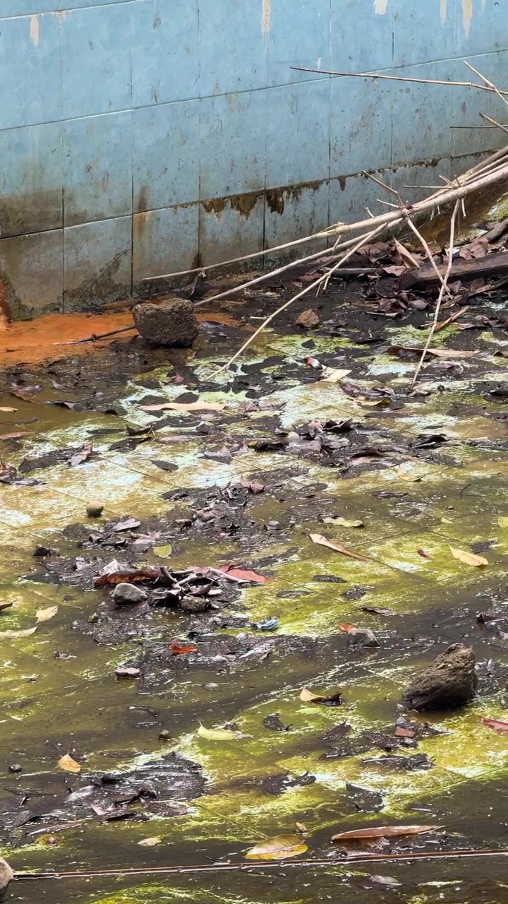 Vervuild verlaten zwembad met stilstaand water en puin