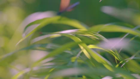 Close-up-of-a-blue-dragonfly-perched-on-reed,-Ebony-Jewelwing-flying-away-in-slowmotion