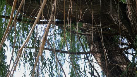 a slow motion shot of a willow tree blowing through the wind