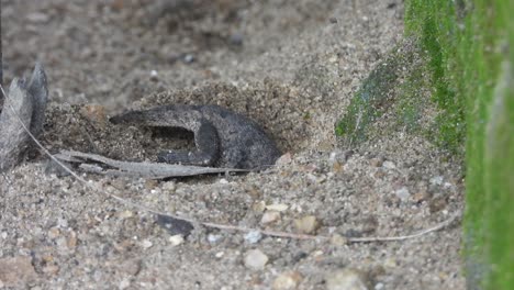 lizard digging for eggs