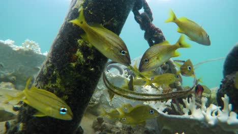 group of small yellow fishes group hanging in blue caribbean ocean water stock video in 4k i beautiful small fishes in caribbean ocean stock video in 4k quality