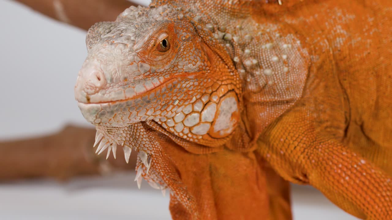 Primer plano detallado de una iguana naranja descansando tranquilamente sobre un fondo blanco