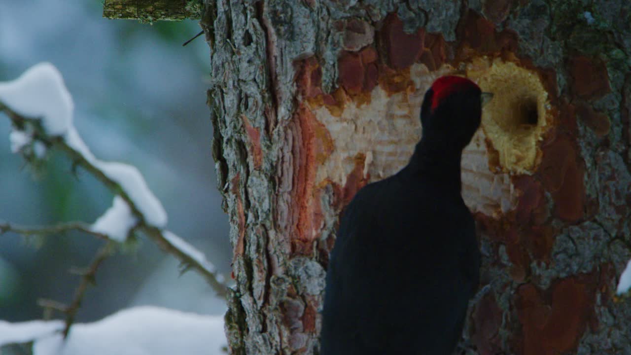 Un picchio nero sta ispezionando un buco su un albero innevato