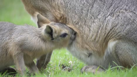 close-up of baby patagonian mara feeding from teat of its mother