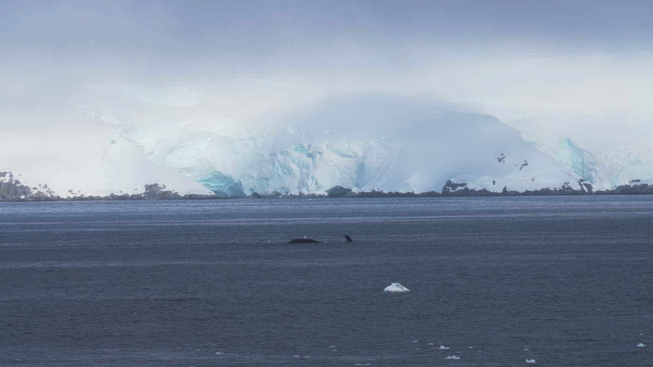 Humpback Whales Swimming Near Coast of Antarctica in Cold Ocean Water, Slow Motion, Wide View
