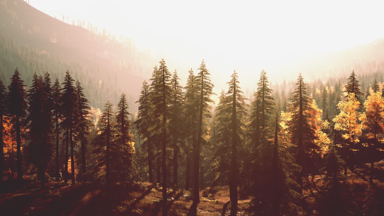 가을 숲의 해가 뜨고 해가 지는 풍경