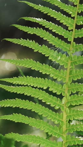 irrigation of fern in the garden in hot weather in the summer. drops of water fall on the leaves of a fern in the yard. slow motion vertical video