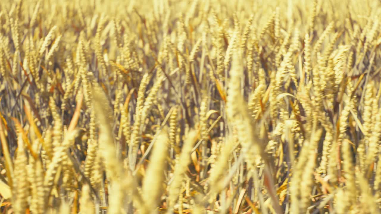 Bathed in golden light, this vast wheat field promises abundance. A serene snapshot of nature's bounty and the essence of wholesome growth.