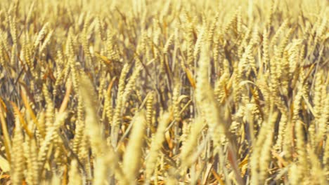 bathed in golden light, this vast wheat field promises abundance. a serene snapshot of nature's bounty and the essence of wholesome growth.