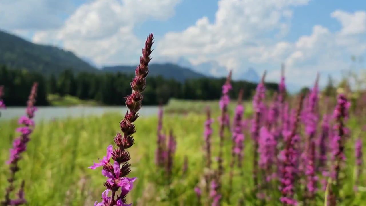 Paesaggio alpino pittoresco al Geroldsee in Baviera, Germania. Fiori selvatici di salcerella viola in fiore sulla riva del lago in estate.