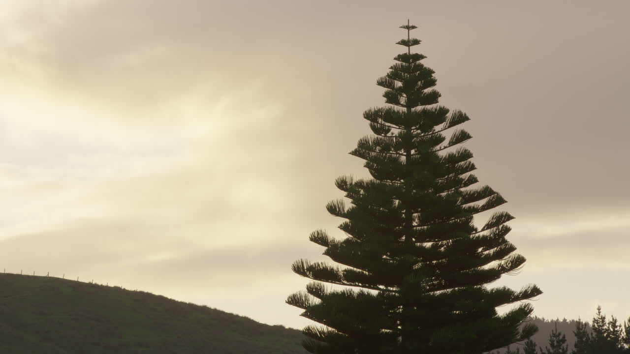Silhouette of a pine tree at sunset of New Zealand's farmland in the Wairarapa
