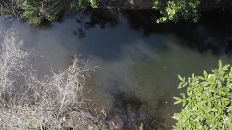 Drone-approaching-a-cristal-clear-lake-between-vegetation-at-Pantanal