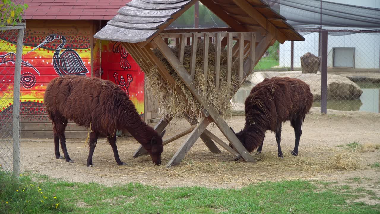 Due lama sudamericani marroni si nutrono da una rastrelliera di legno in un recinto all'aperto dello zoo