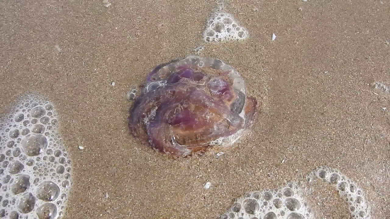 una pequeña medusa aurelia aurita, que fue arrojada por las olas en una playa de arena, tarfaya, marruecos