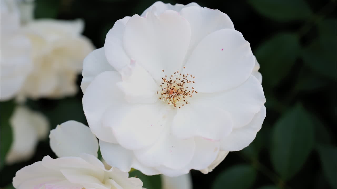 Primo piano di un fiore di camelia bianca in un giardino