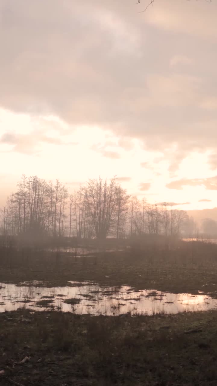 안개 습지 해가 뜨고 해가 지고