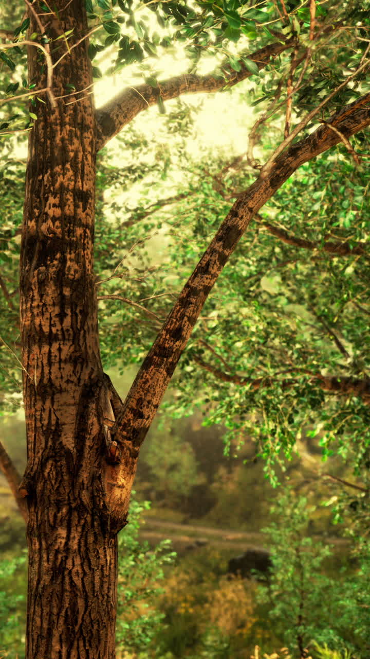Un albero in una foresta