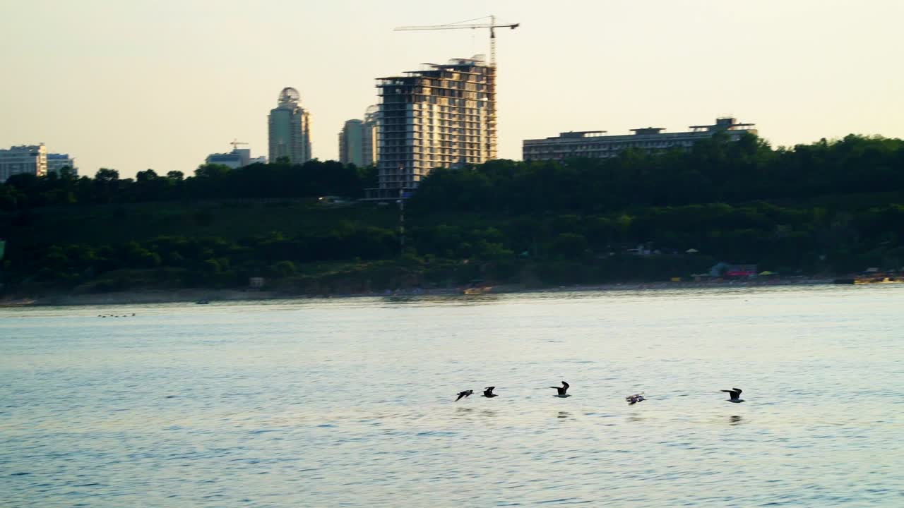 해안선의 배경에서 바다 위를 날아다니는 해파리 그룹
