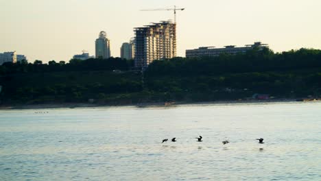 group of seagulls flying above the sea on the background of the coastline