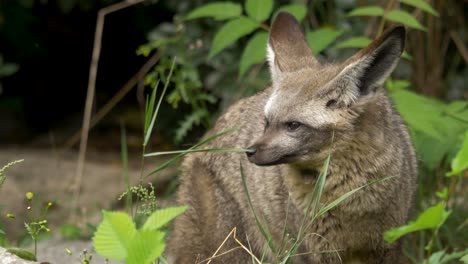 Nahaufnahmeporträt-Eines-Aufmerksamen-Fledermausohrfuchs-Mit-Großen-Ohren,-Der-Auf-Gefahr-Lauscht