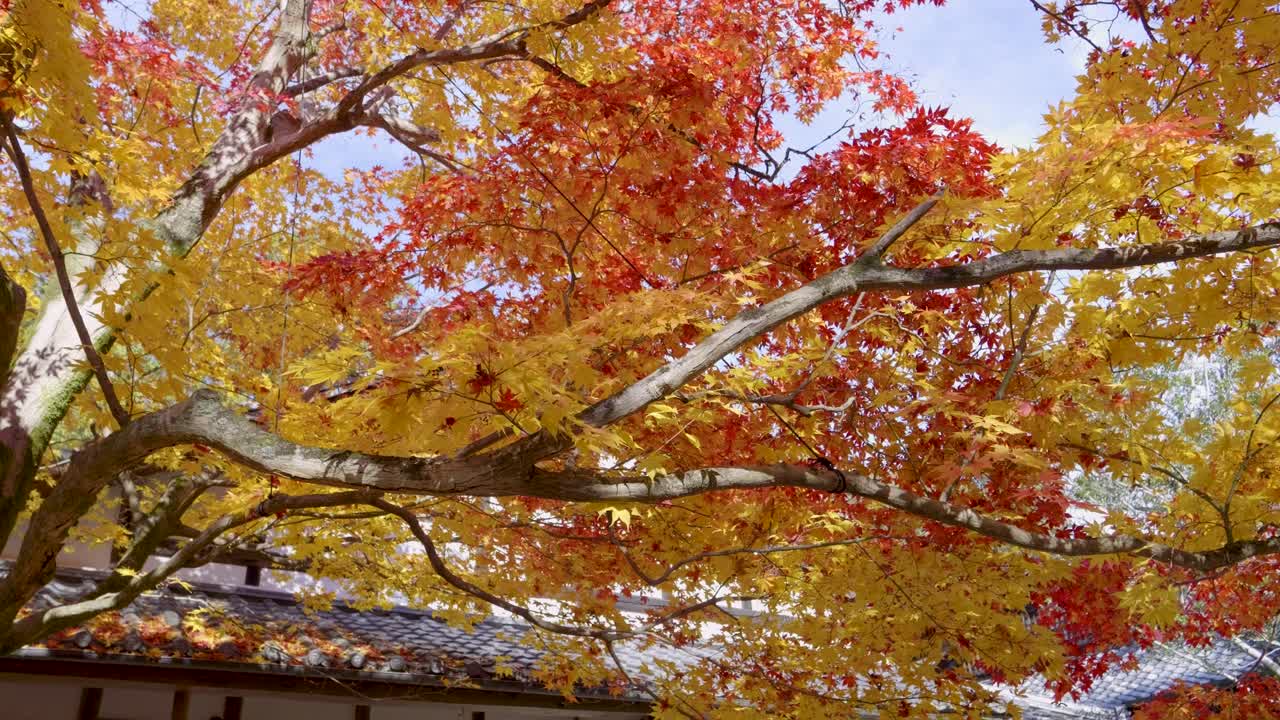 Close up over fall foliage waving softly in wind