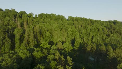 Ein-Schöner-Sommerabend-Aus-Der-Luftsicht-Mit-Grünen-Waldbäumen