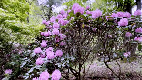 Un-Hombre-Mayor-Mira-Las-Flores-En-El-Jardín.