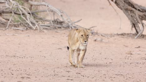 wide shot of a lone lioness walking through the sand of the dry kgalakgadi transfrontier park.
