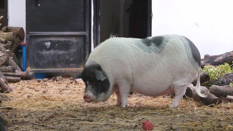 pig in the farm