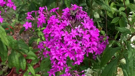 Carpenter bee pollinating purple flower on a bright sunny day, medium shot